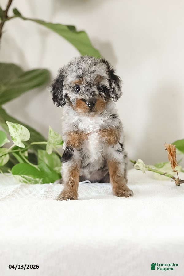 Miniature Poodle dogs Mikena - Ad 1