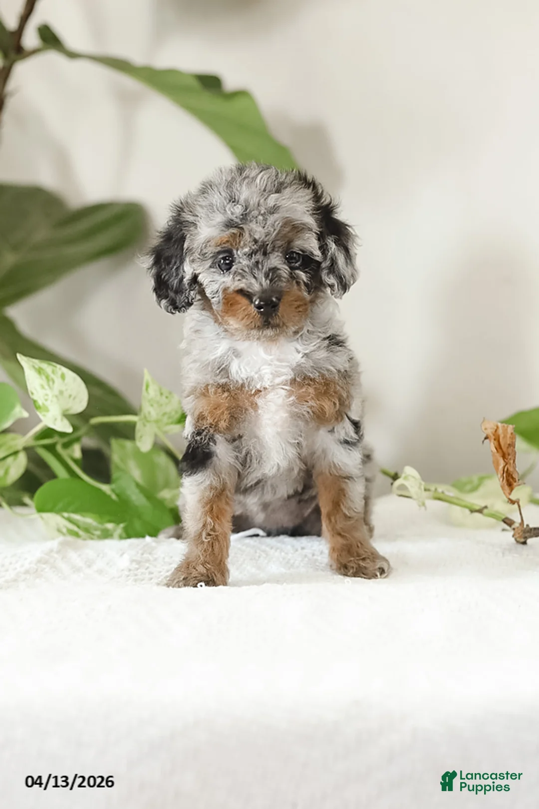 Miniature Poodle dogs for sale: Mikena - Ad 1