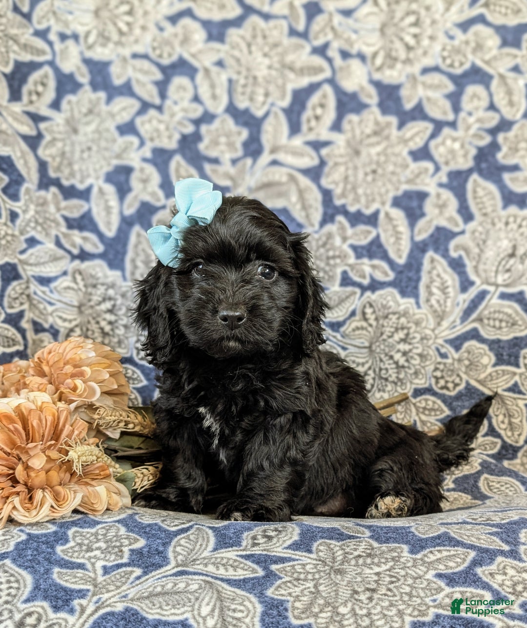 Mixed Breed dogs for sale: Athena - Ad 2