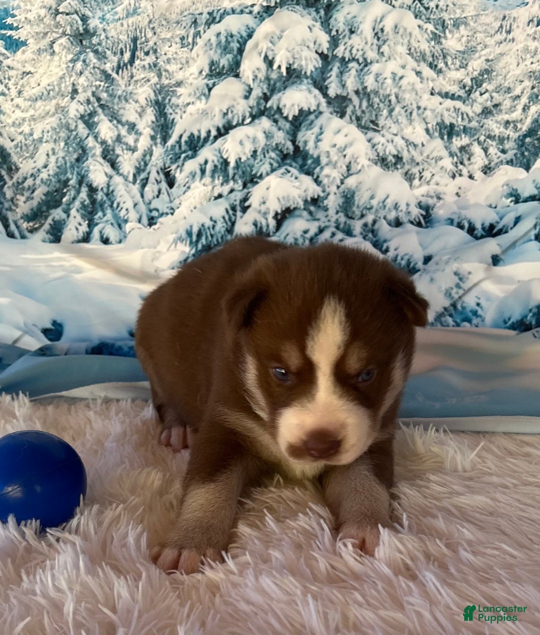 Siberian Husky dogs for sale: Thor - Ad 4
