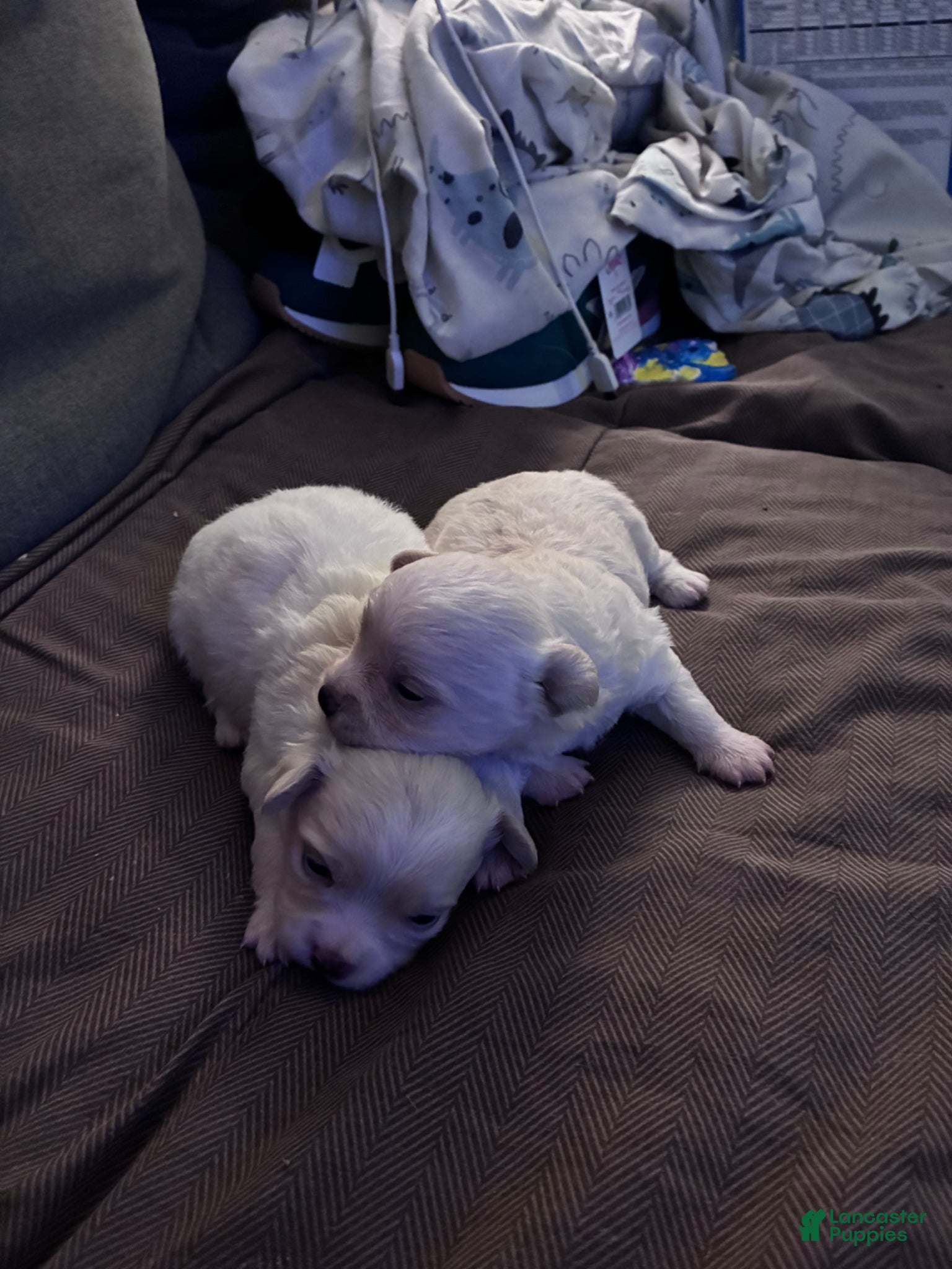 Chipoo dogs Chipoo Puppy 2 - Ad 1
