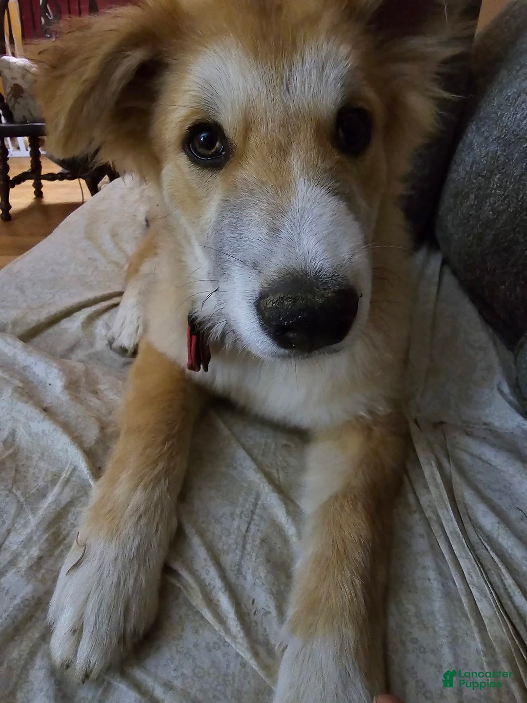 Gallery Image {{count}}