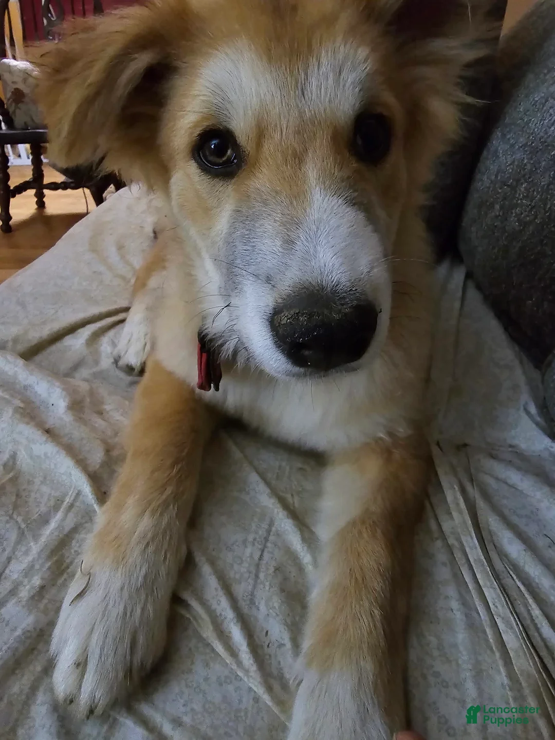 Gallery Image {{count}}