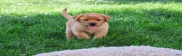 Labrador Retriever dogs for sale: Cheyenne - Ad 2