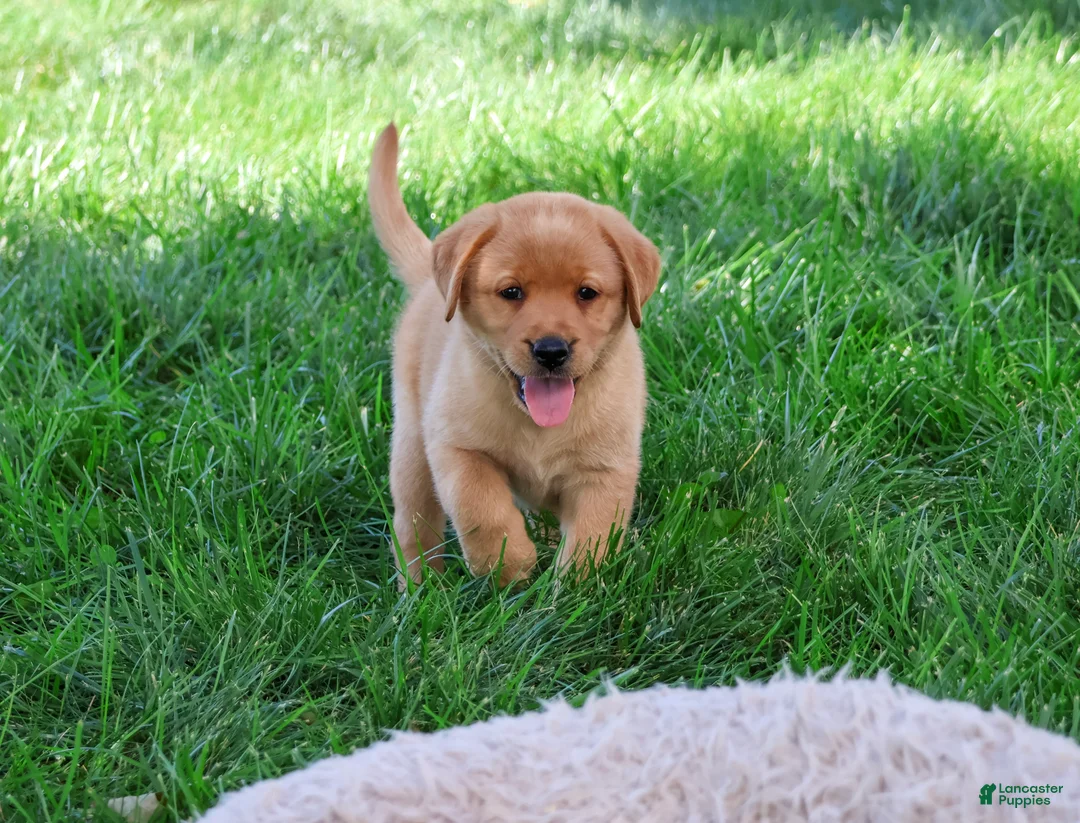 Labrador Retriever dogs for sale: Cheyenne - Ad 2