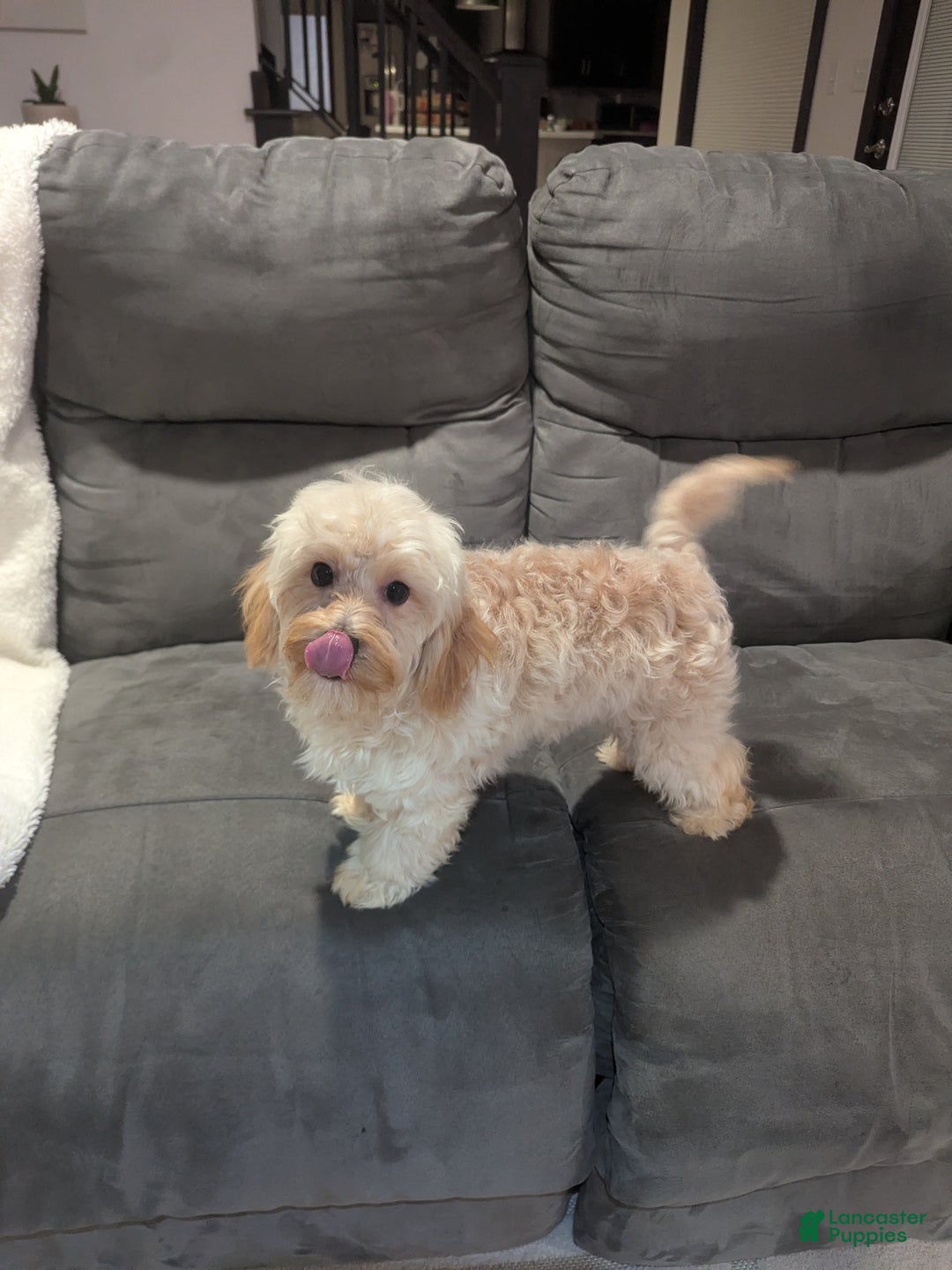 Havapoo dogs for sale: Biscuit  - Ad 4