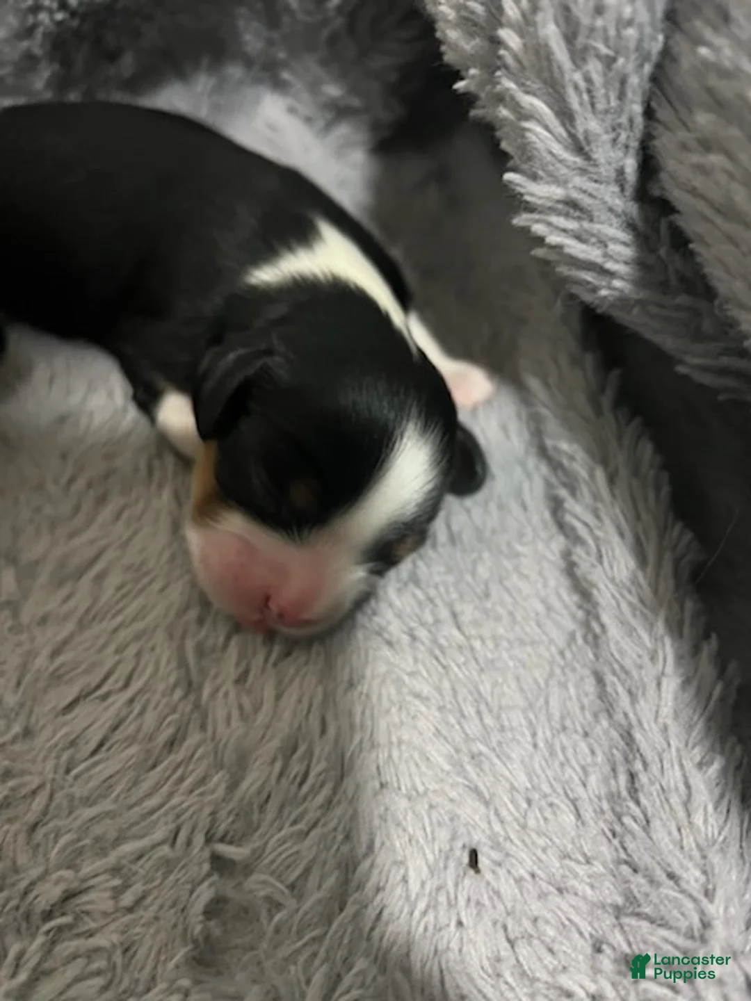 Cavalier King Charles Spaniel dogs for sale: Bentley - Ad 9