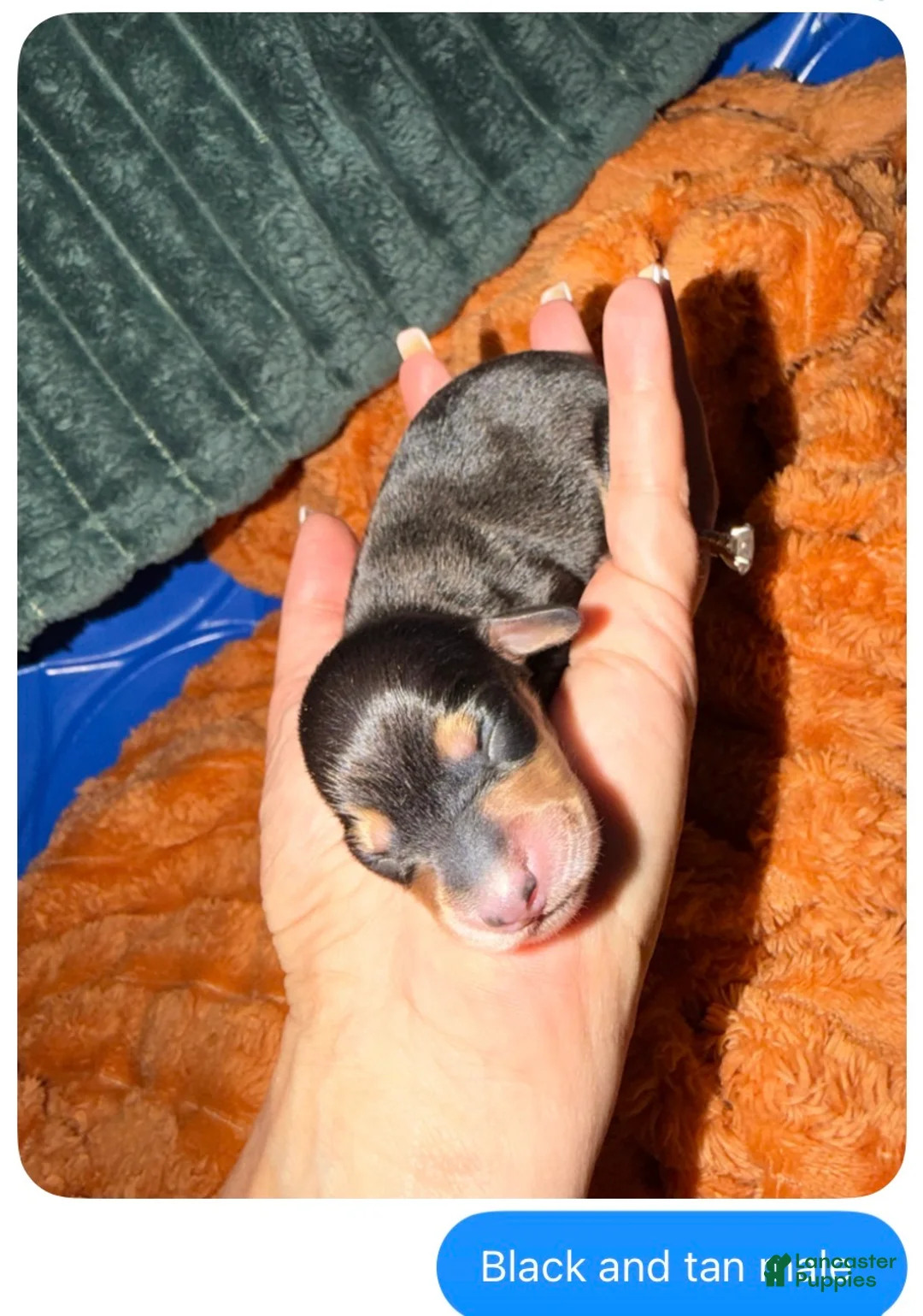Miniature Dachshund dogs for sale: Lou - Ad 1