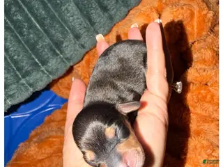Miniature Dachshund dogs Lou - Ad 38