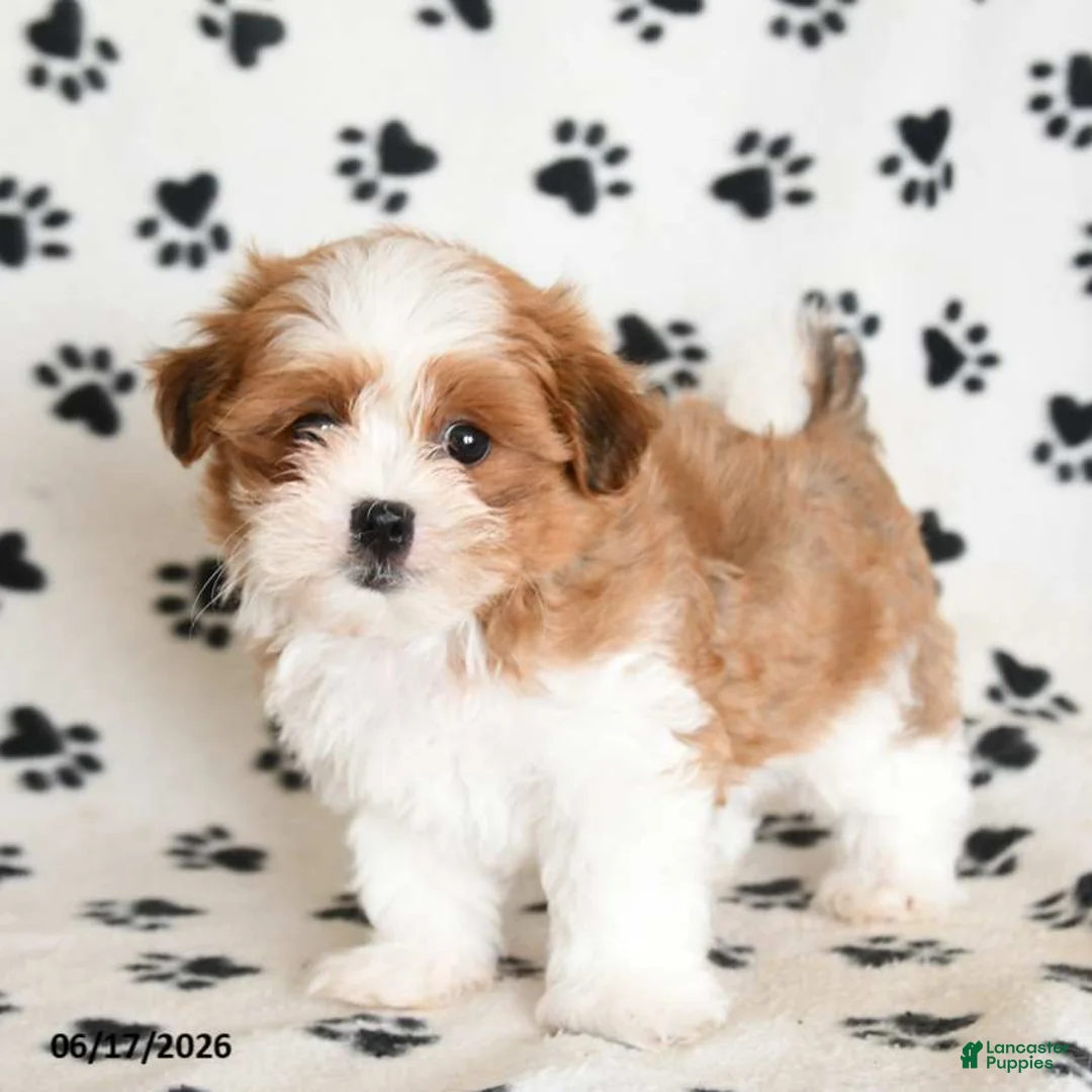 Malshi dogs for sale: Tigger - Ad 1