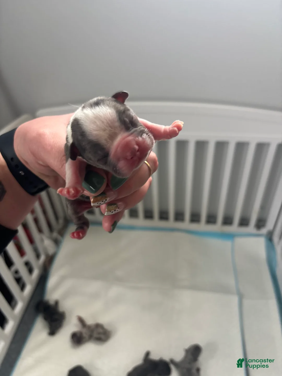 Mixed Breed dogs for sale: Mixed Breed Puppy 7 - Ad 2