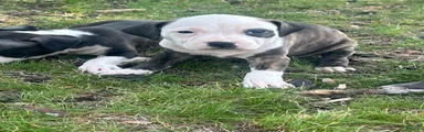 American Bully Puppy 4