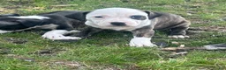 American Bully dogs for sale: American Bully Puppy 4 - Ad 1