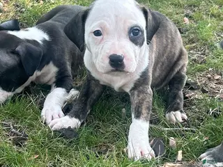American Bully dogs American Bully Puppy 4 - Ad 24
