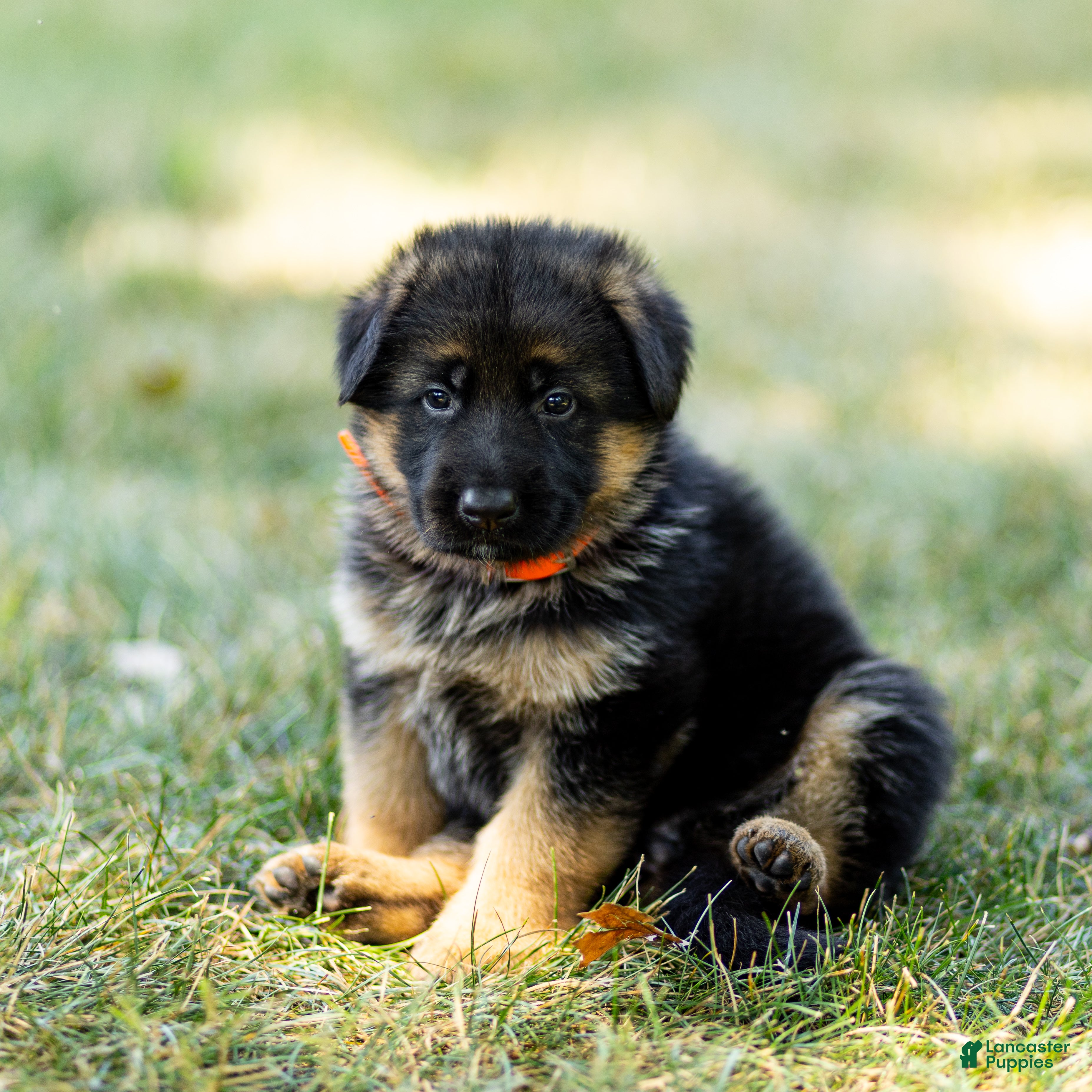 German Shepherd dogs Zara - Ad 2