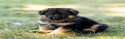 German Shepherd dogs for sale: Zara - Ad 6