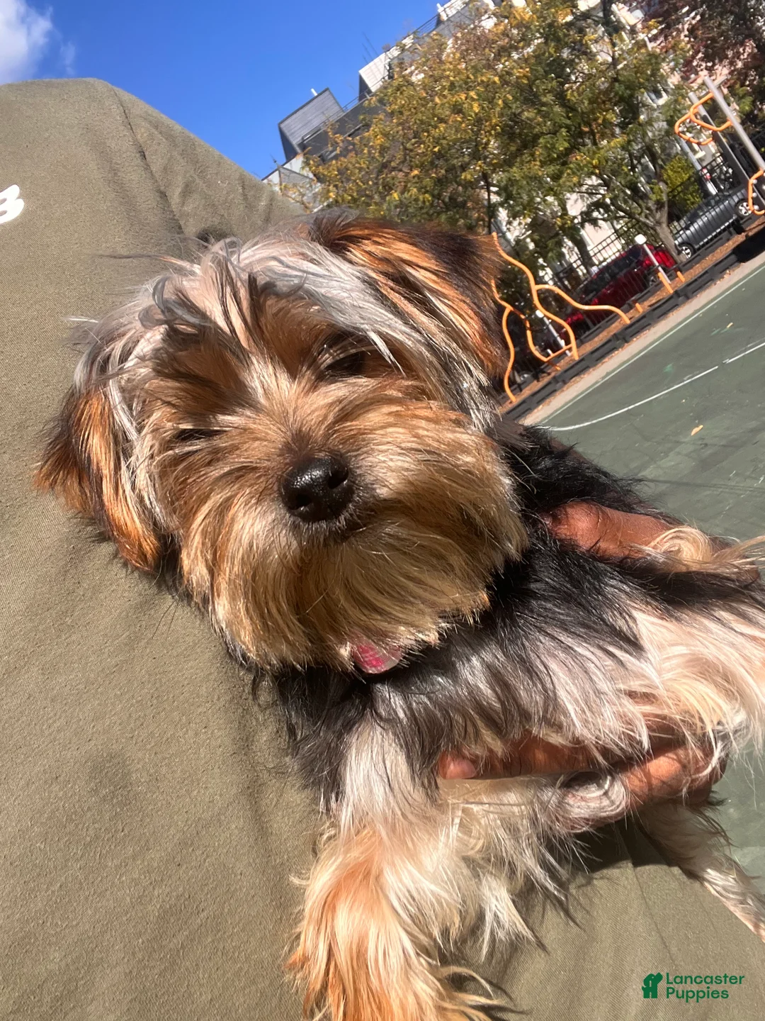 Yorkiepoo dogs for sale: Teacup Yorkie/YorkiePinPuppy 2 - Ad 7