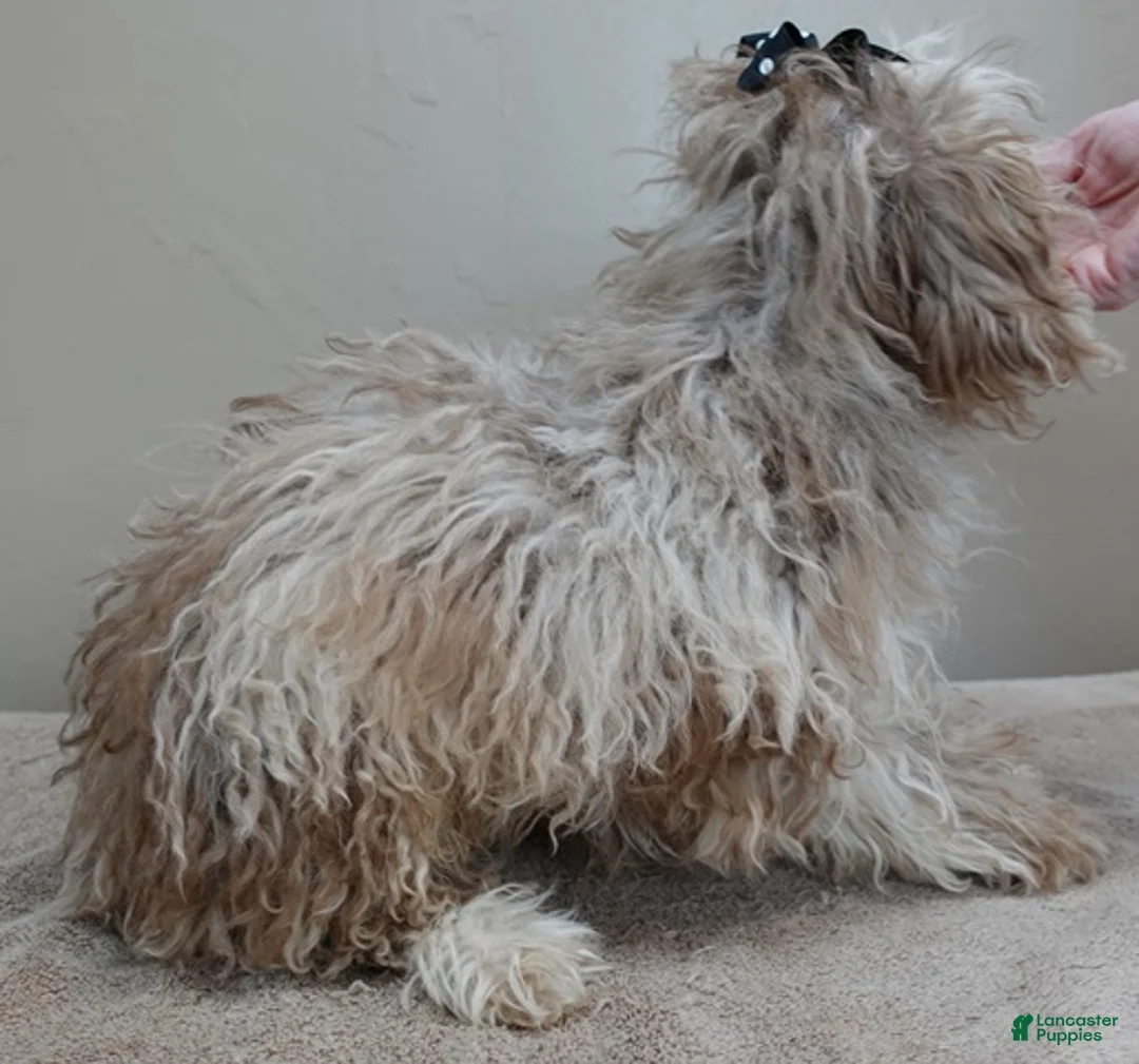 Toy Poodle dogs for sale: Chocolate merle rarest color in the world neutered - Ad 8