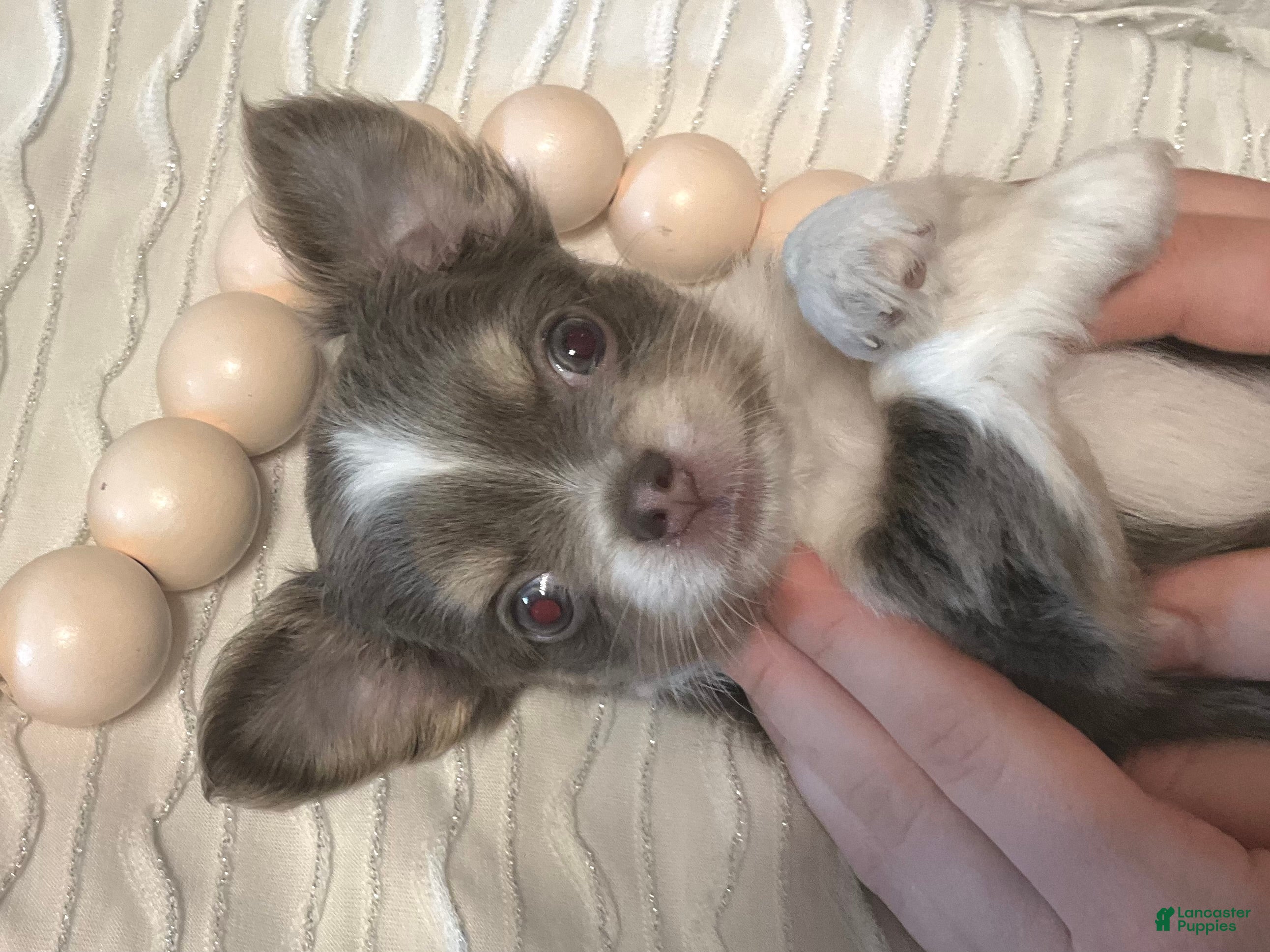 Chihuahua dogs Nova - Ad 2