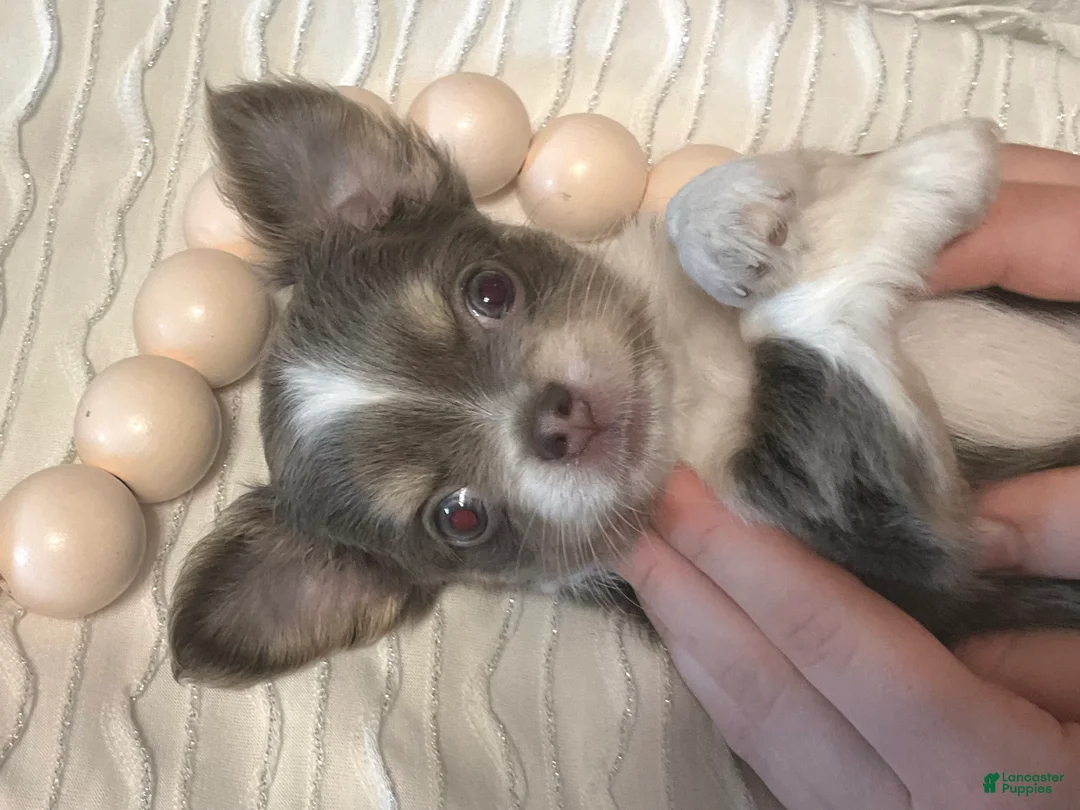 Chihuahua dogs for sale: Nova - Ad 2