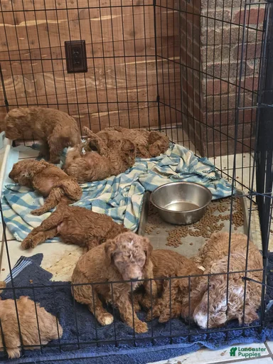 Gallery Image {{count}}