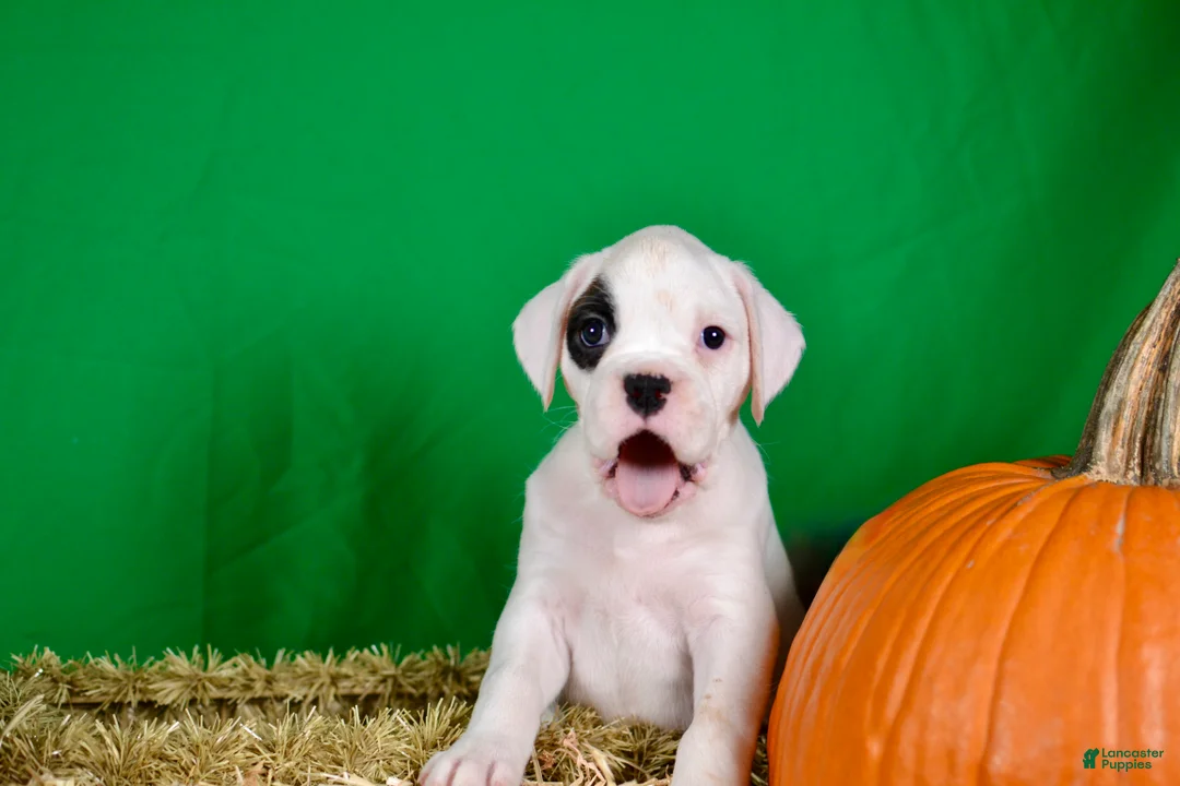 Boxer dogs for sale: Boxer 3 - Ad 1