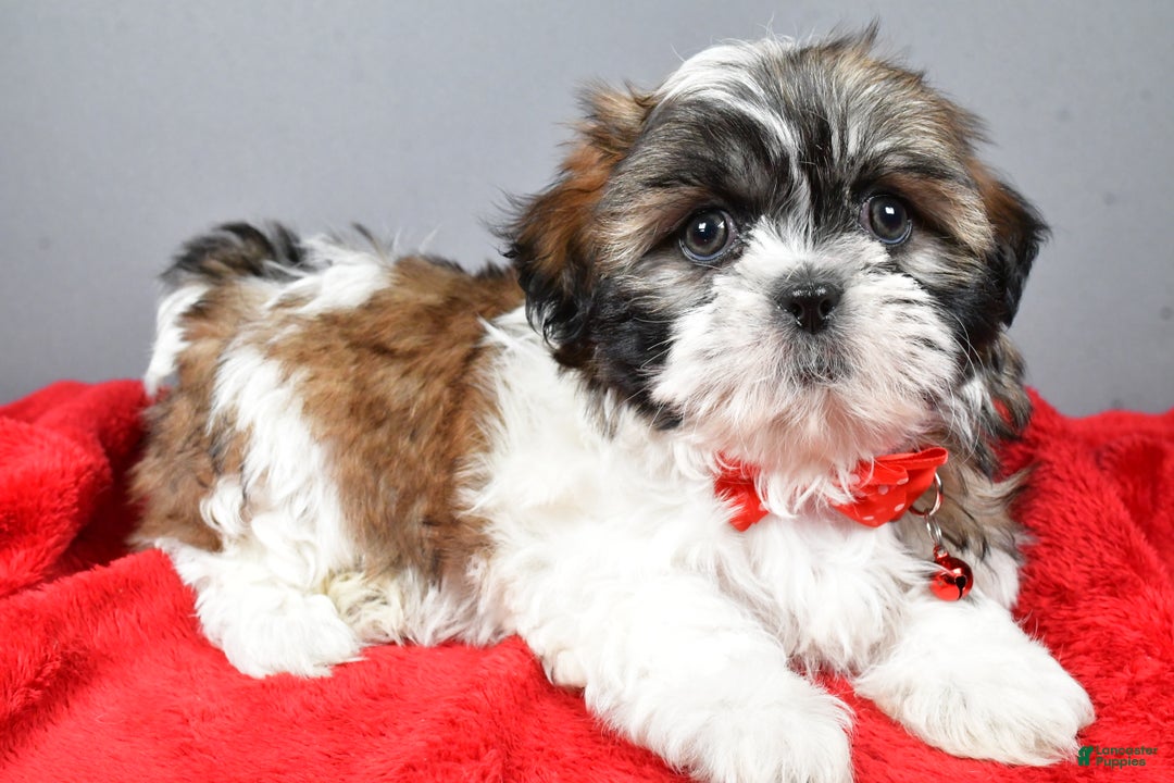 Shih Tzu dogs for sale: Bob - Ad 2