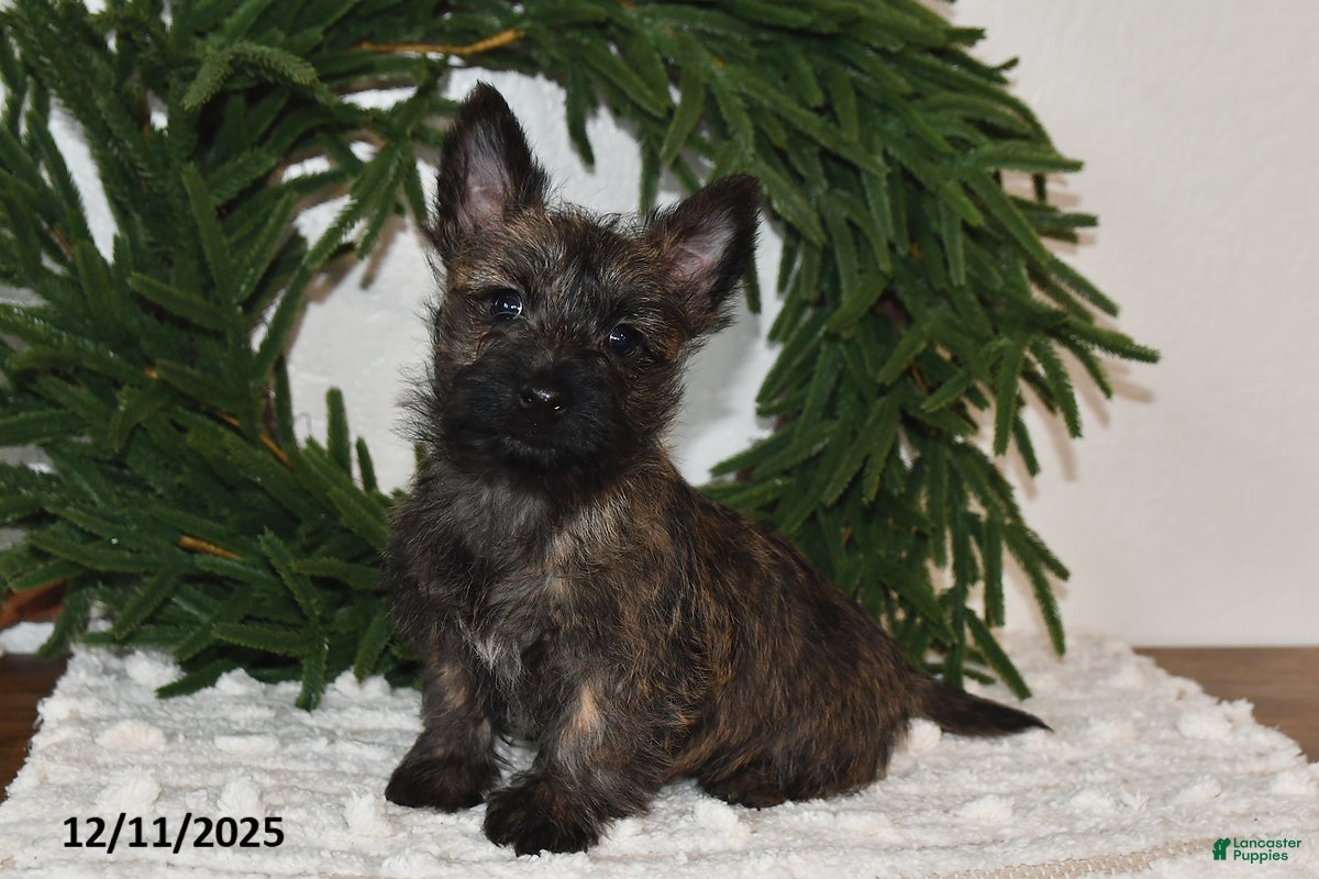 Cairn Terrier dogs Nicholas - Ad 3