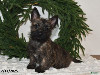 Cairn Terrier dogs Nicholas - Ad 2