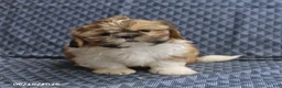 Shih Tzu dogs for sale: Chipper - Ad 3