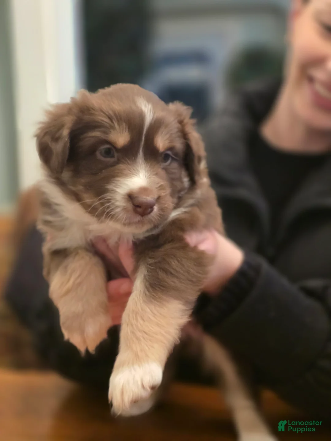 Australian Shepherd dogs for sale: Australian Shepherd Puppy 5 - Ad 3
