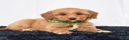 Mini Goldendoodle dogs for sale: Ms. Mona - Ad 8
