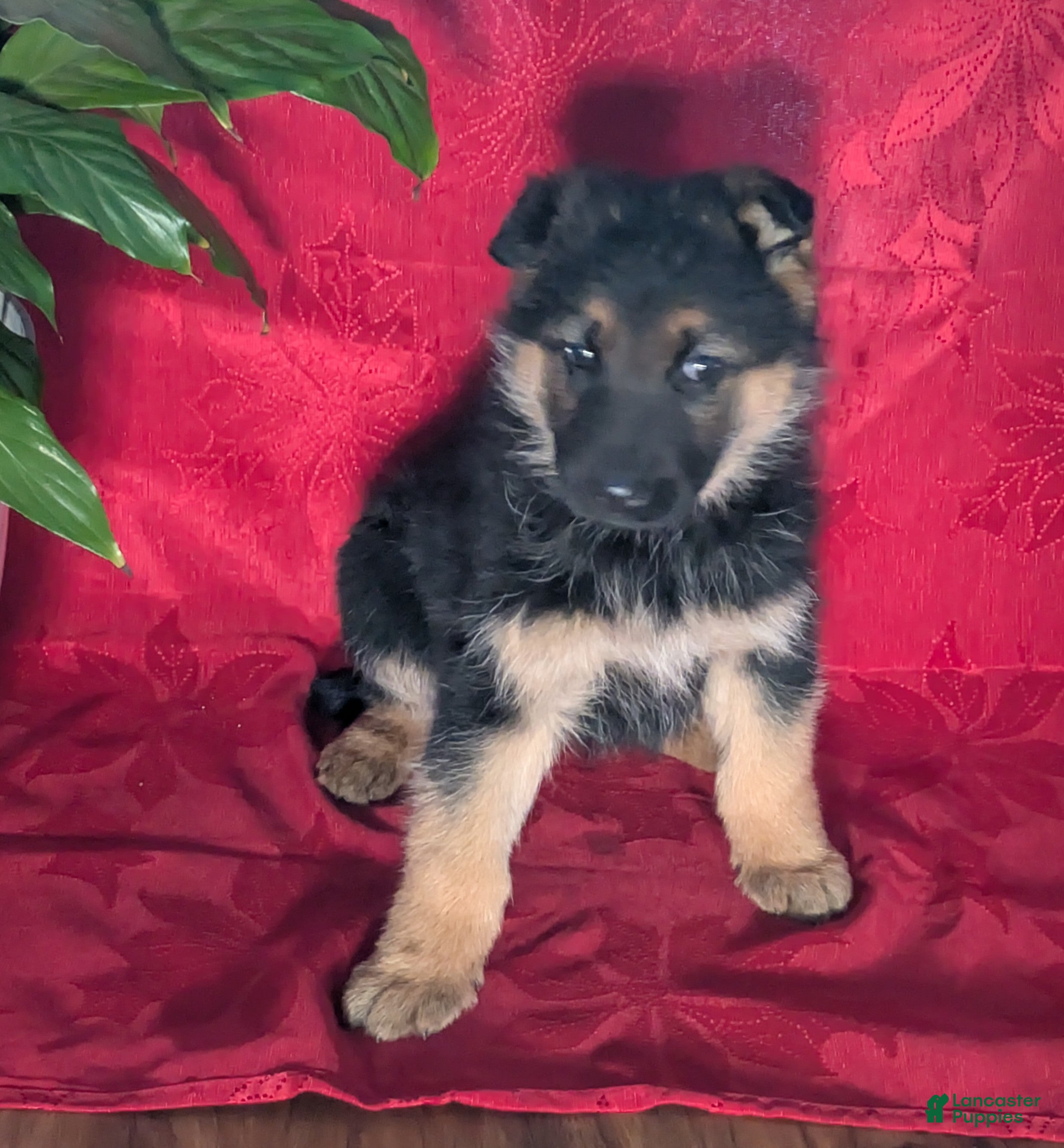 German Shepherd dogs  Lindsey - Ad 38