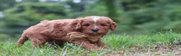 Cavapoo dogs for sale: Wesley - Ad 6