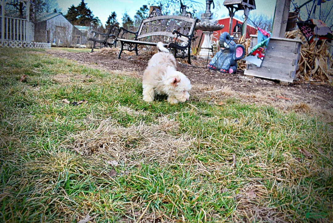 Havapoo dogs for sale: Wiggles - Ad 21