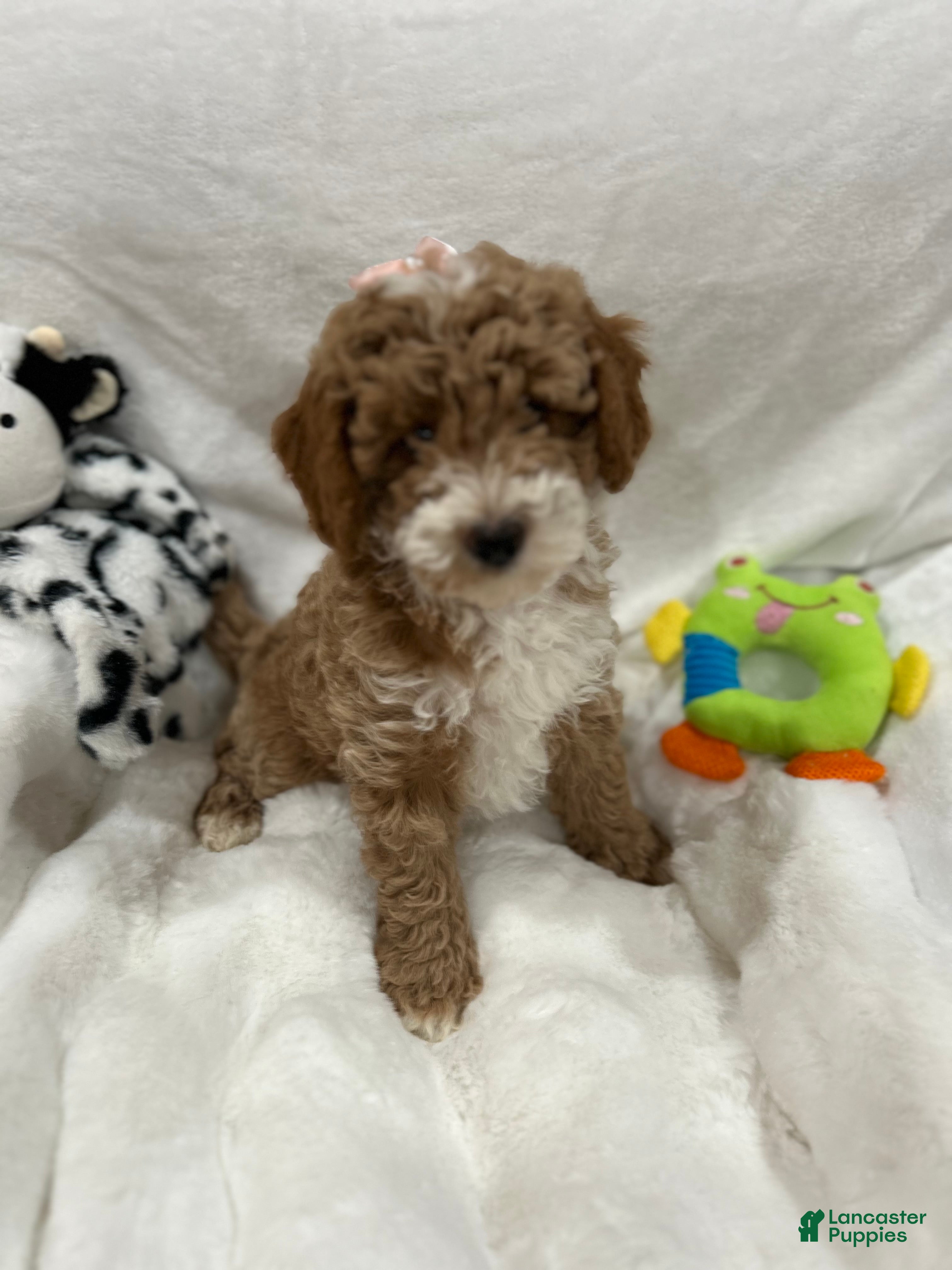 Mini Goldendoodle dogs for sale: Petite Valentina Mini Goldendoodle Puppy 3 - Ad 4