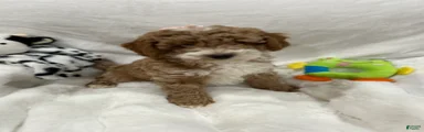 Petite Valentina Mini Goldendoodle Puppy 3