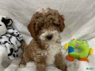 Mini Goldendoodle dogs for sale: Petite Valentina Mini Goldendoodle Puppy 3 - Ad 4