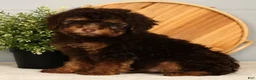 Toy Poodle dogs for sale: Shadow - Ad 6