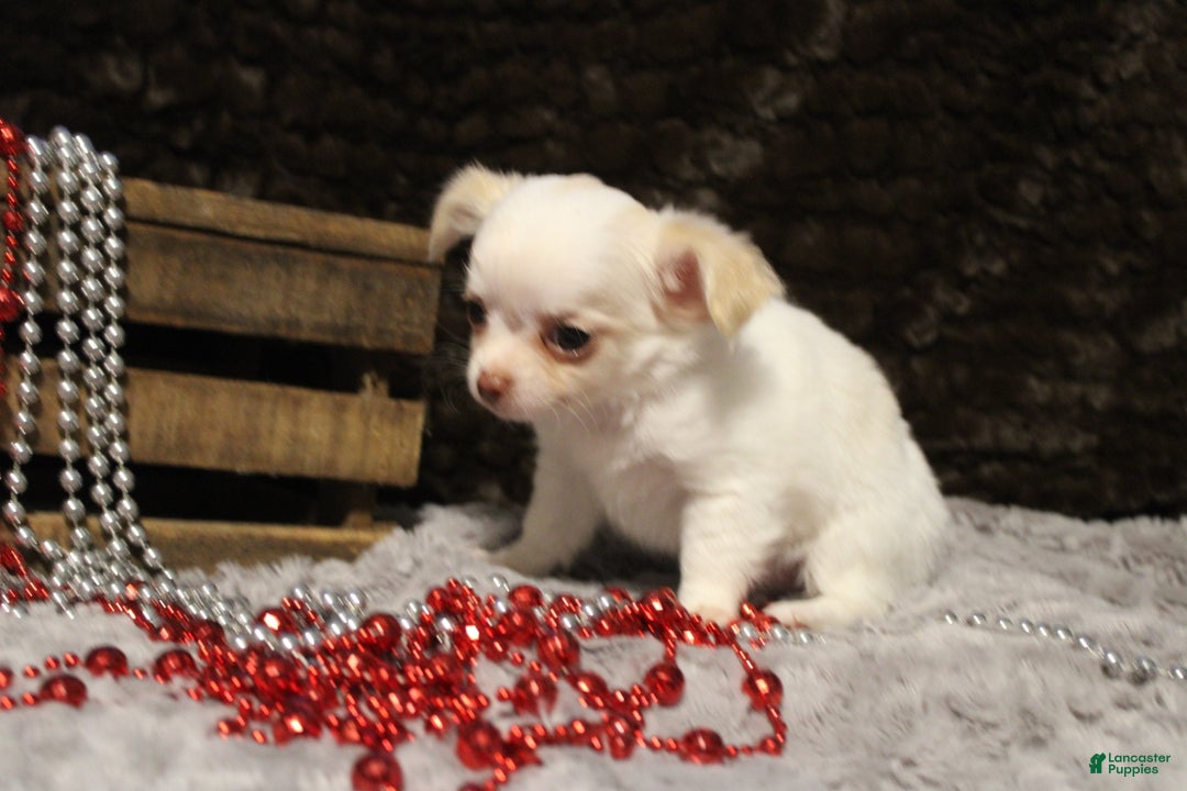 Chihuahua dogs for sale: Creamy - Ad 5