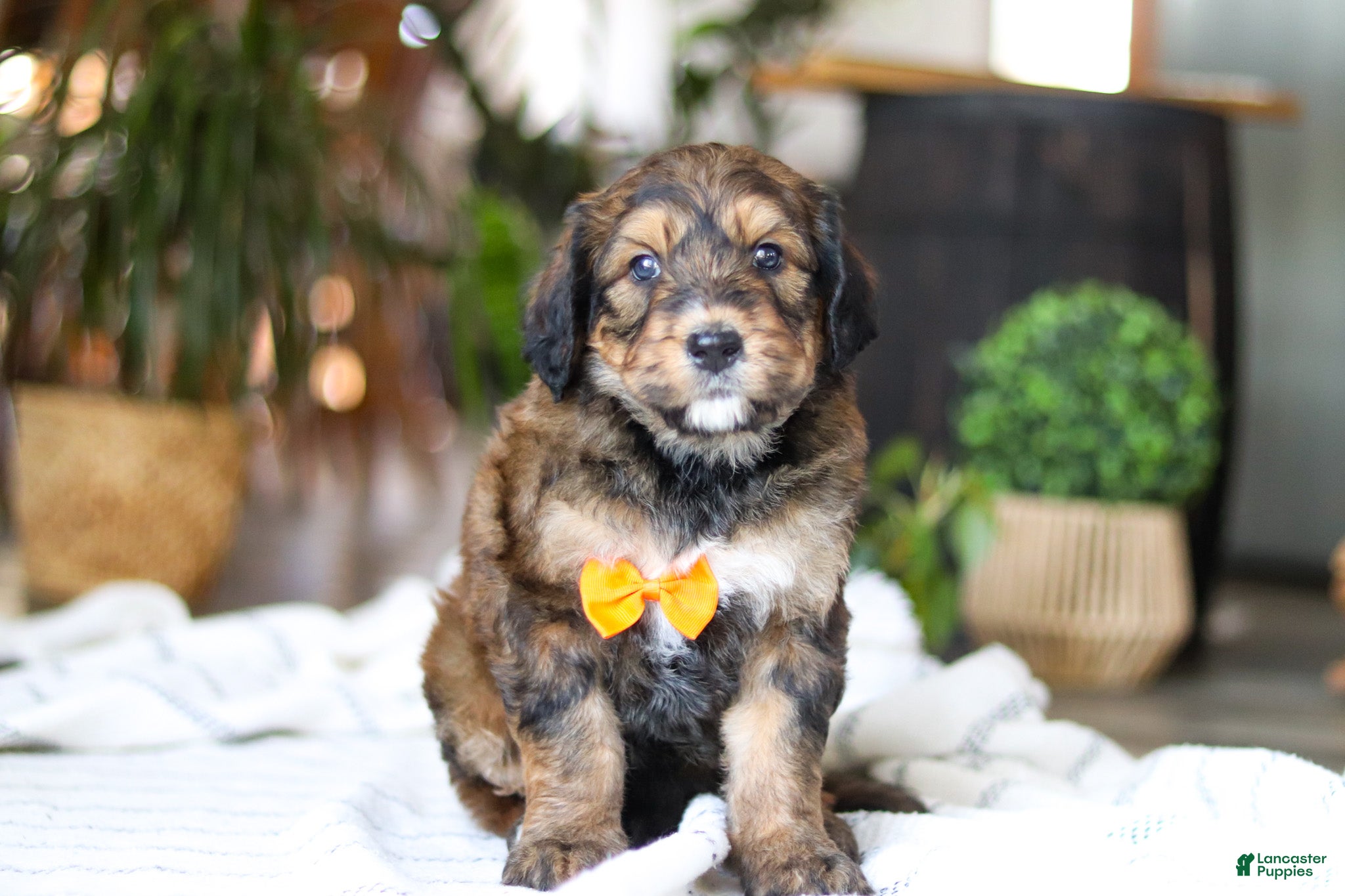 Bernedoodle dogs Blarney - Ad 10