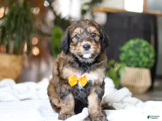 Bernedoodle dogs Blarney - Ad 10