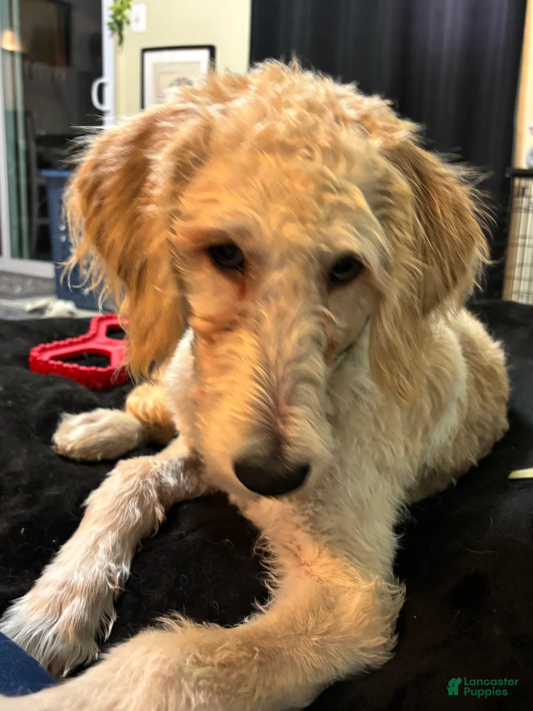 Mixed Breed dogs for sale: Mixed Breed Puppy 1 - Ad 2