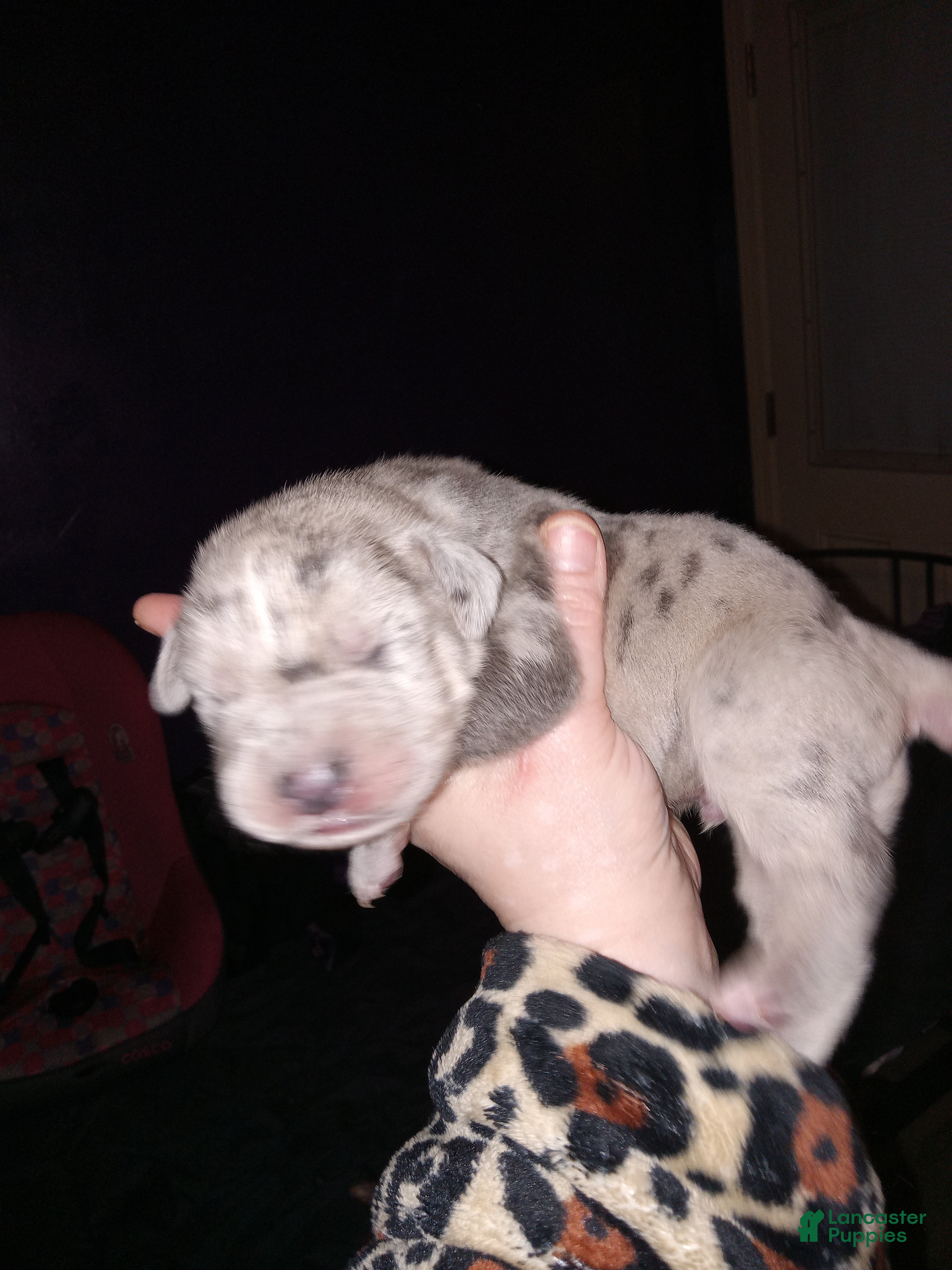 Daniff dogs RIVER-Daniff Puppy 5 - Ad 6