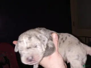 Daniff dogs RIVER-Daniff Puppy 5 - Ad 6