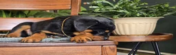 Rottweiler dogs for sale: Maple - Ad 6