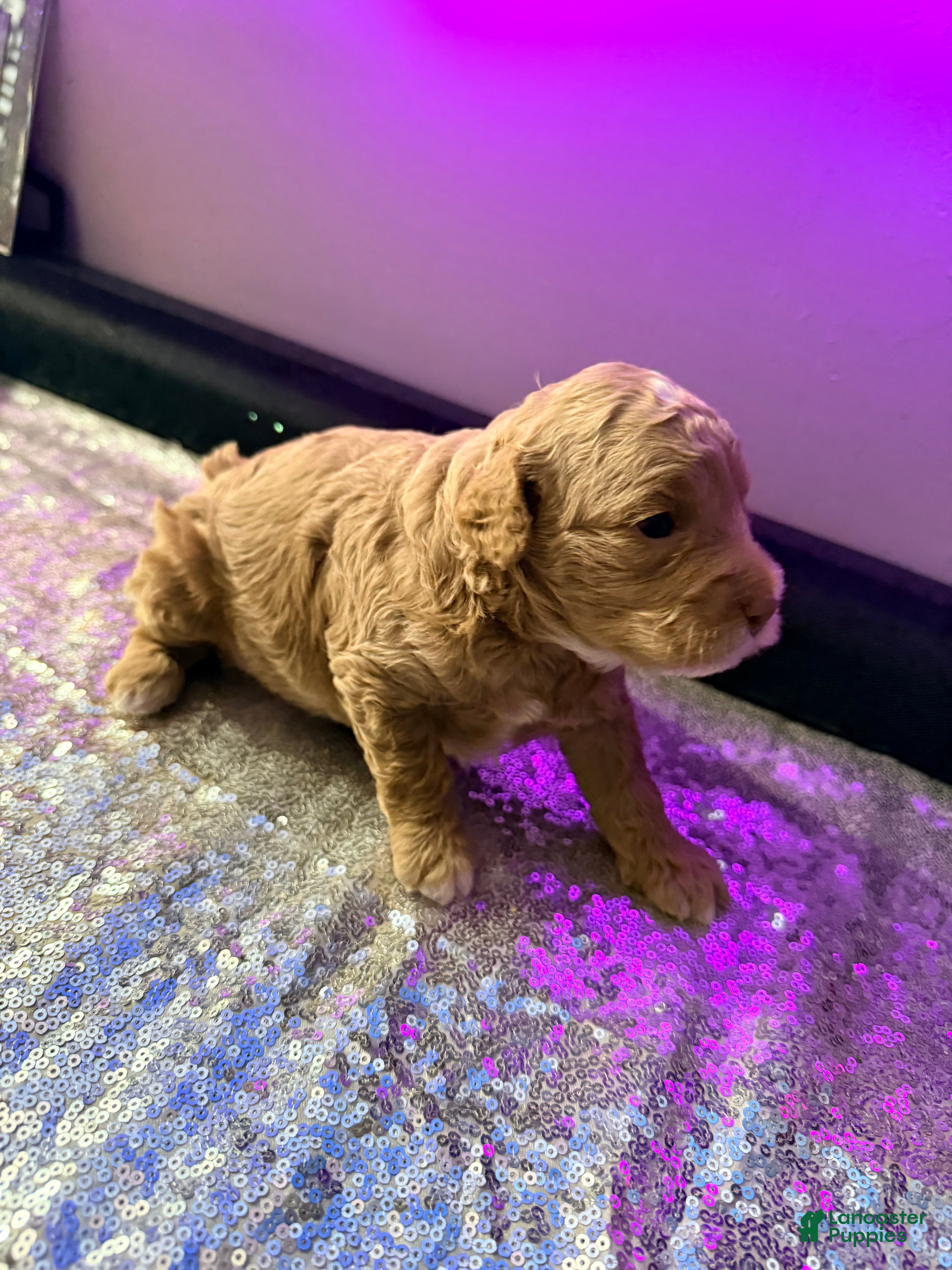 Mixed Breed dogs for sale: Mixed Breed 2 - Ad 1
