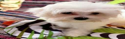 Maltese dogs for sale: Maltese 2. Cole - Ad 2