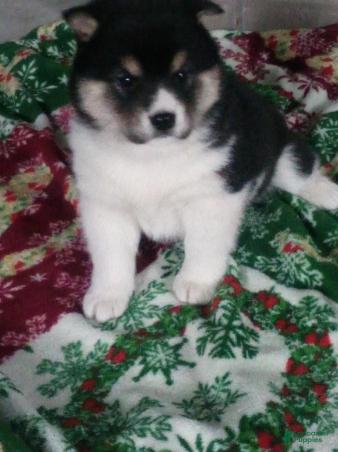 Shiba Inu dogs for sale: Wally - Ad 1