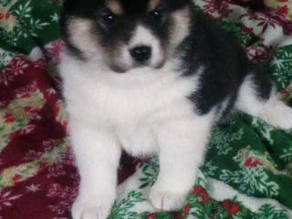 Shiba Inu dogs Wally - Ad 31